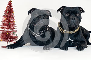 Two dogs of staffordshire bull terrier breed, of black color, lying down on white background close to red toy new year tree.