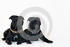 Two dogs of staffordshire bull terrier breed, of black color, lying down on white background and synchronously looks up.