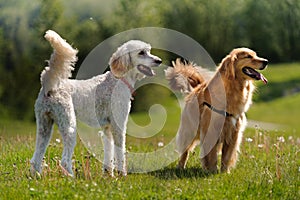 Two dogs stand in a field
