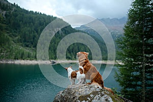 Two dogs stand near water. Mountain lake. landscape with a pet photo