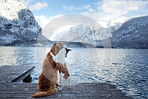 Two dogs stand near water. Mountain lake. landscape with a pet photo