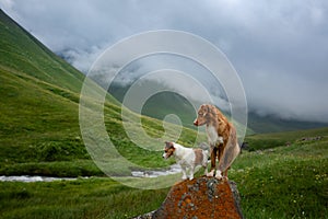 Two dogs stand near water. Mountain river. landscape with a pet photo