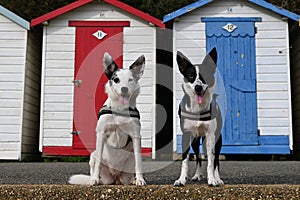 Two dogs stand side-by-side in front of wooden cabins their tongues lolling out in joy