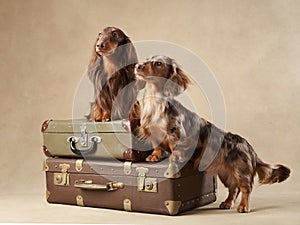 two dogs stand on a suitcase on a beige background. beautiful marbled longhaired dachshunds