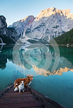 Two dogs stand on a wooden pier. Mountain Lake Braies. boat station. landscape with a pet