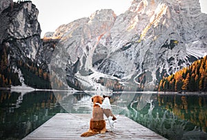 Two dogs stand on a wooden pier. Mountain Lake Braies. boat station. landscape with a pet photo