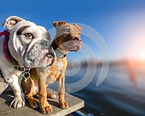 Two dogs standing on wooden dock