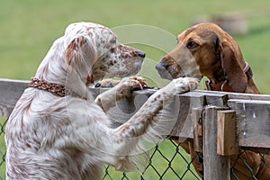 Two dogs staring each other in the eyes photo