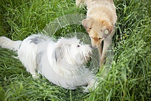 Two dogs on street. Animals meet. Dog sniffs friend