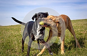 Two dogs struggling for tennis ball in field