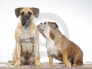 Two dogs in a studio. Bulldog whispering.