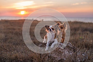 Two dogs at sunset