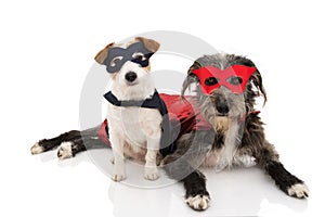 TWO DOGS SUPER HERO COSTUME. JACK RUSSELL AND PUREBRED WEARING A RED AND BLUE MASK AND A CAPE.  CARNIVAL OR HALLOWEEN. ISOLATED