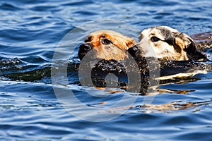 Two dogs swimming in lake