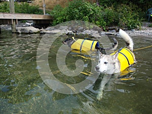 Two Dogs Swimming With Life Jackets