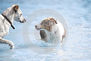 Two dogs in a swimming pool