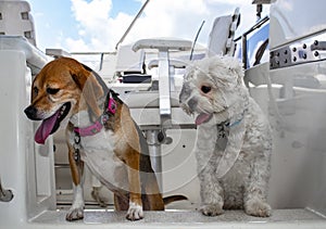 Two dogs with their tongues hanging out looking down from the top deck of a white cabin cruiser with boat seat in background