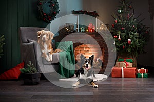two dogs together on an armchair by the fireplace. New Year& x27;s mood. pet in holiday scenery, at home