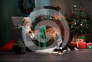 two dogs together on an armchair by the fireplace. New Year& x27;s mood. pet in holiday scenery, at home