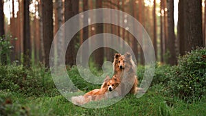 Two dogs together in forest. Shelties lie on the moss.