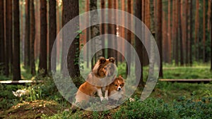 Two dogs together in forest. Shelties lie on the moss.