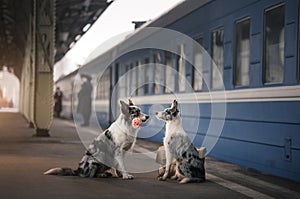 Two dogs together. Meeting at the station. Travelling