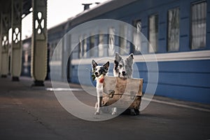 Two dogs together. Meeting at the station. Travelling