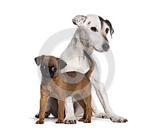 Two dogs together, Nine weeks old puppy petit brabancon and Jack russell terrier, Isolated on white