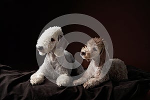 two dogs together. Puppy and adult Bedlington Terrier on a dark background.