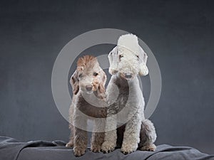 two dogs together. Puppy and adult Bedlington Terrier on a dark background.