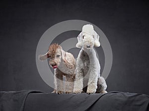 two dogs together. Puppy and adult Bedlington Terrier on a dark background.
