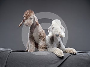 two dogs together. Puppy and adult Bedlington Terrier on a dark background.