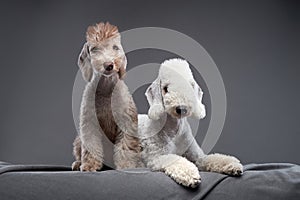 two dogs together. Puppy and adult Bedlington Terrier on a dark background.