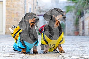 Two dogs, tourist with city backpacks, sit on historical pavement on excursion