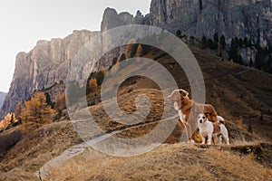 Two dogs in travel. autumn Mountain view. landscape with a pet photo