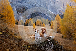 Two dogs in travel. autumn Mountain view. landscape with a pet photo