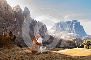 Two dogs in travel. autumn Mountain view. landscape with a pet photo