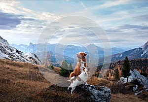 Two dogs in travel. autumn Mountain view. landscape with a pet photo