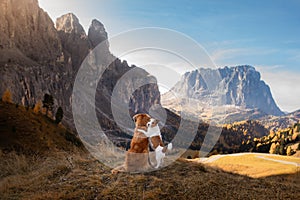 Two dogs in travel. autumn Mountain view. landscape with a pet photo
