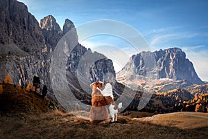 Two dogs in travel. autumn Mountain view. landscape with a pet photo