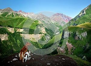 two dogs in travel. Mountain view. landscape with a pet