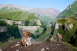 two dogs in travel. Mountain view. landscape with a pet