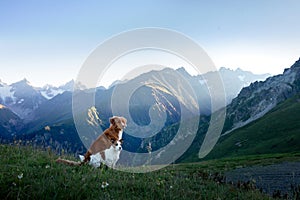 two dogs in travel. Mountain view. landscape with a pet