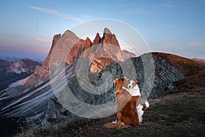 Two dogs in travel. Mountain view. landscape with a pet