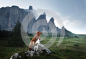 two dogs in travel. Mountain view. landscape with a pet