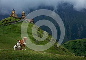 two dogs in travel. Mountain view. landscape with a pet photo