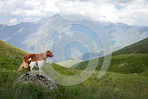 two dogs in travel. Mountain view. landscape with a pet photo