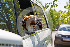 Two dogs traveling in car