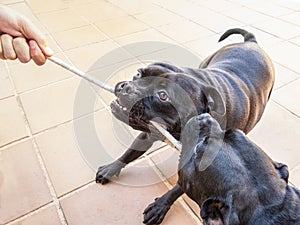 Two dogs tugging a rope playing