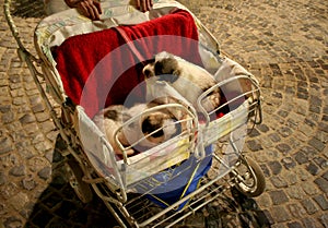 Two dogs into twins baby stroller